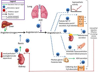 When Less or More Isn't Enough: Renal Maldevelopment Arising From Disequilibrium in the Renin-Angiotensin System